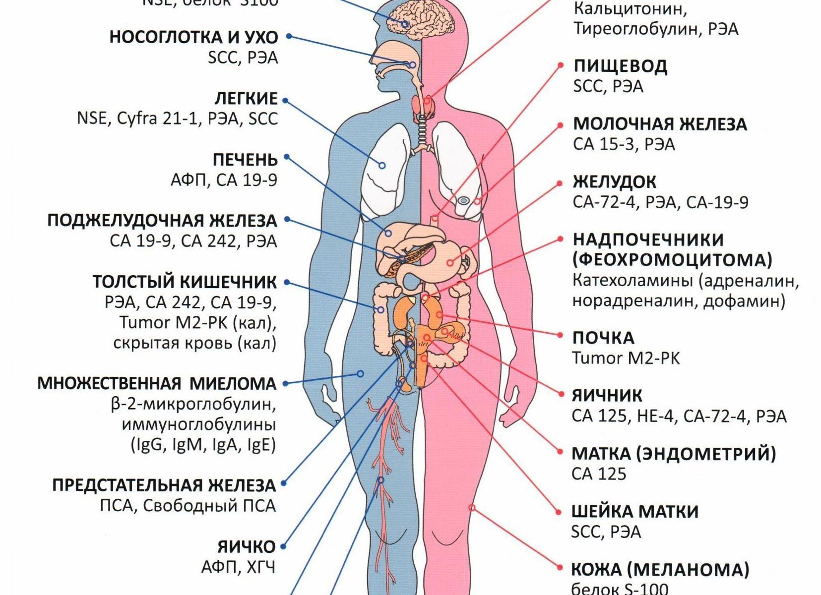 Как называется анализ на раковые клетки всего организма