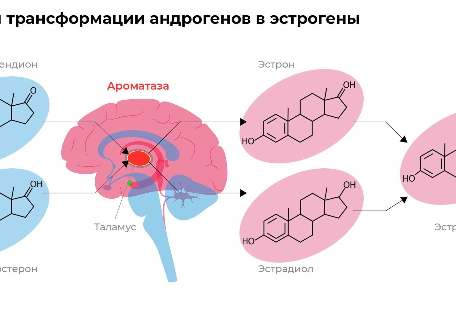 Андростендион что это Андростендион что это