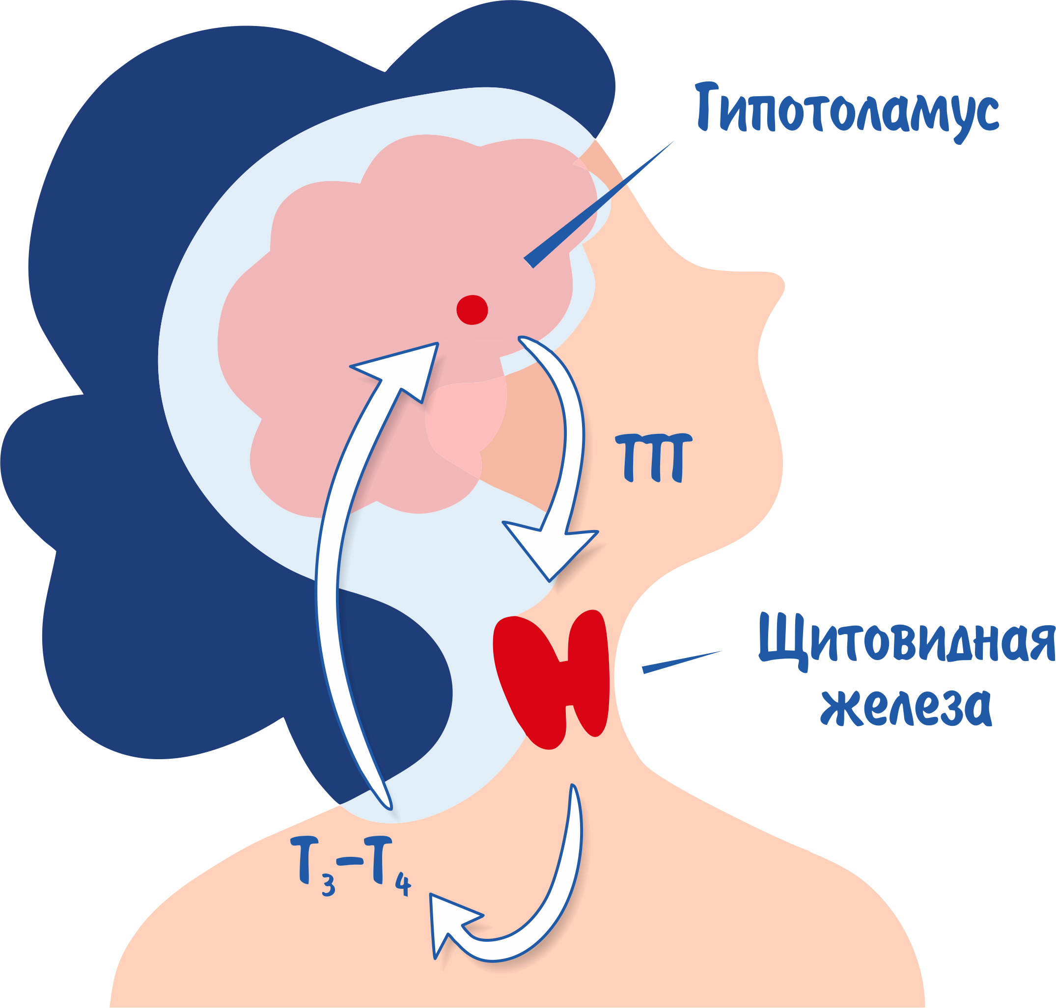 Кровь ттг расшифровка