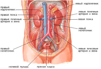 Мочевыделительная система человека строение