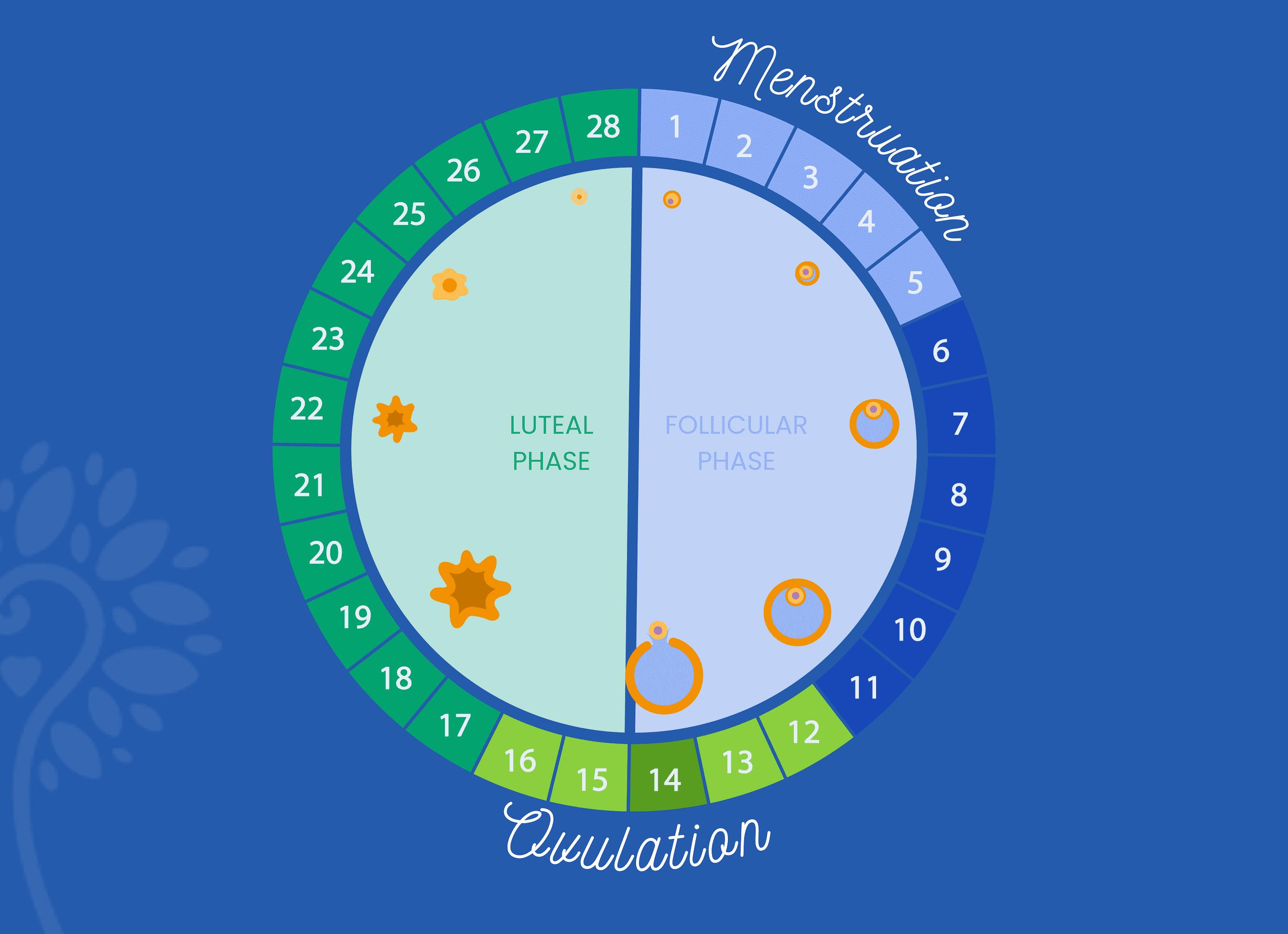 На какой день менструационного цикла делают маммографию молочных желез
