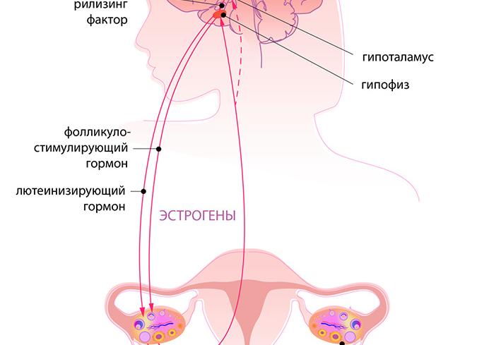 Гормоны яичников у женщин