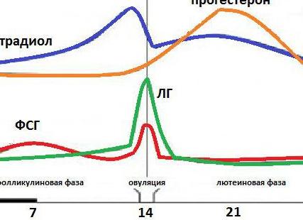 Фсг выше лг в первой фазе
