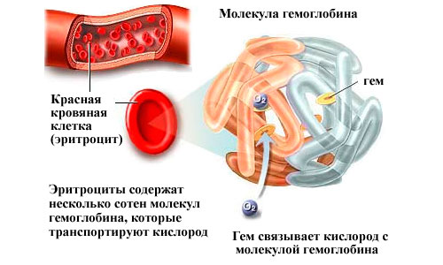 Гемоглобин в эритроците понижен