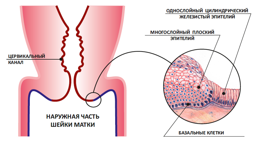 Лейкоциты в шейке матки норма