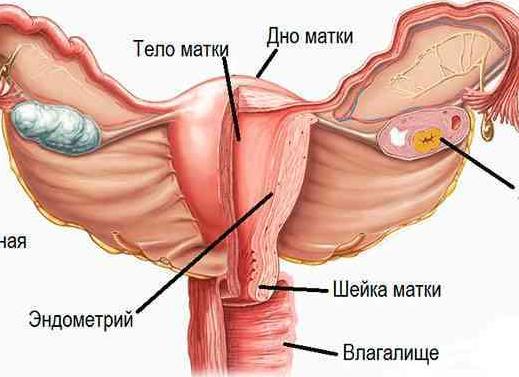 Как выглядит рак матки фото Как выглядит рак матки фото