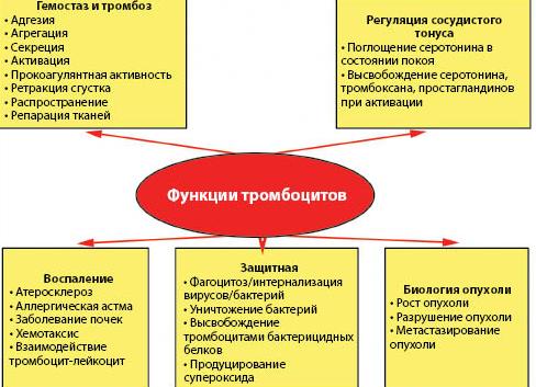 Функция тромбоцитов в крови