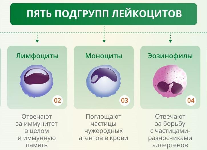 Эритроциты в отличие от лейкоцитов
