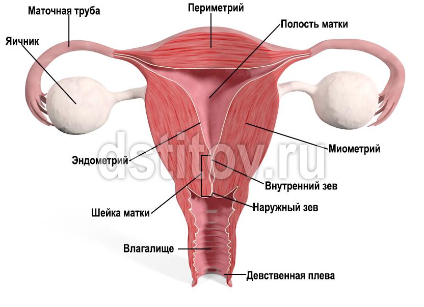 Диаметр маточной трубы