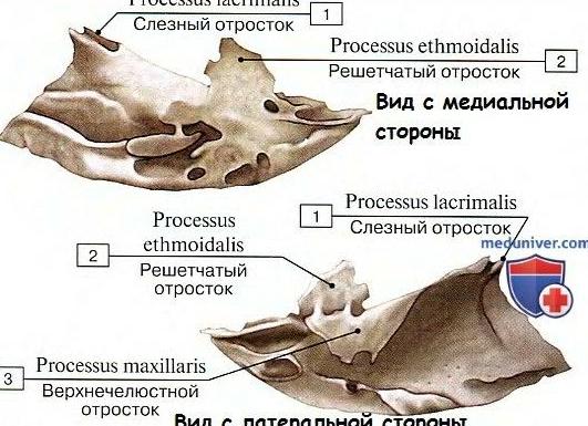 Анатомия носовая кость