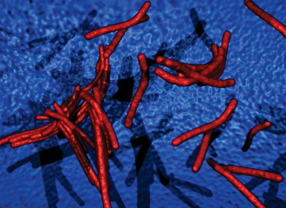 Анализ крови на микобактерии туберкулеза