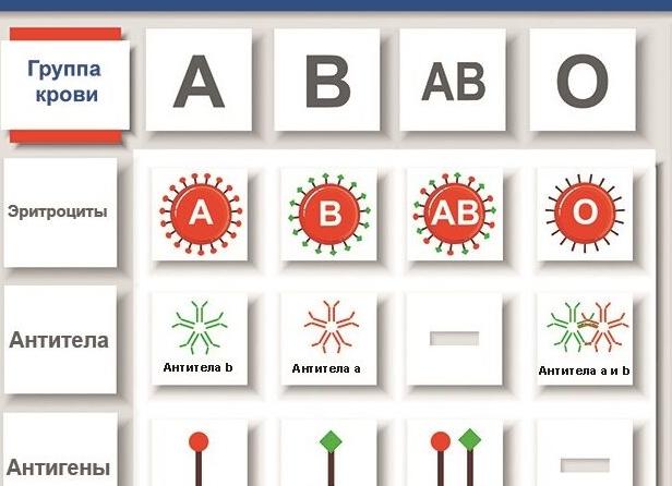 4 положительная группа крови у женщин