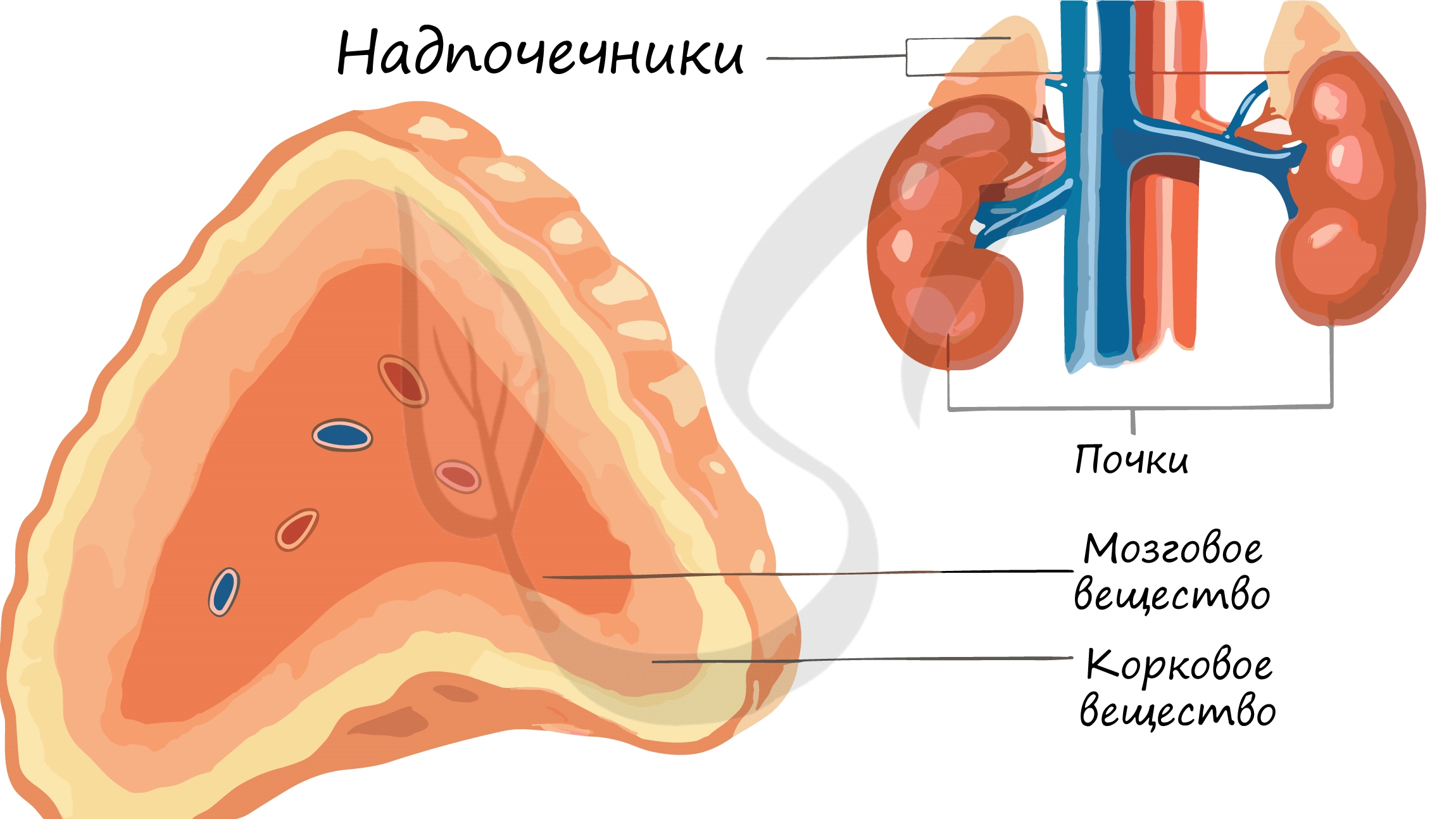 Гормоны половых желез