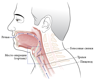 Как проверить горло и гортань
