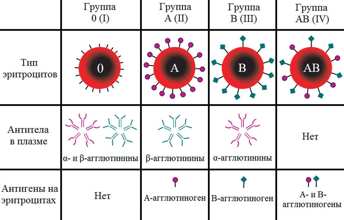 Какая группа крови подходит для переливания всем
