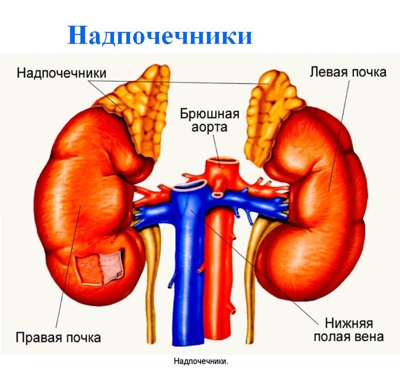 Кровь на кортизол что это