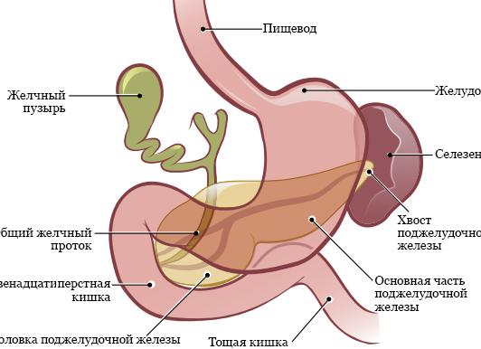 Как проверяют поджелудочную железу врачи