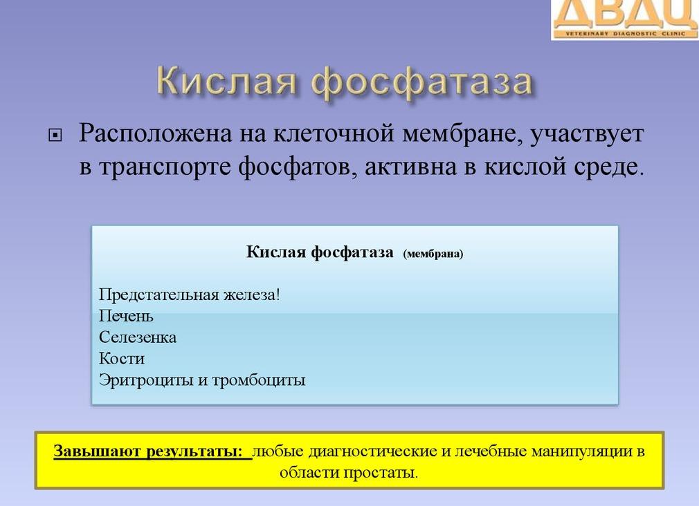 Фосфатаза кислая повышена