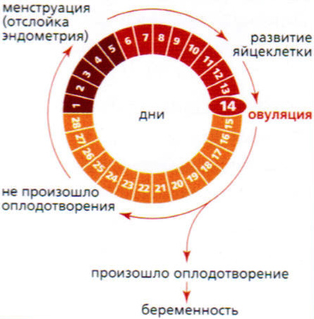 21 день цикла