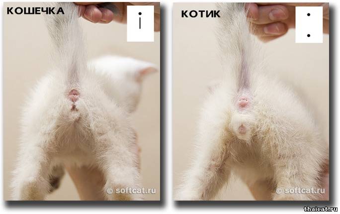 Как узнать мальчик или девочка кот