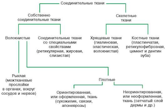 Какие разновидности костных пластинок образуют волокнистые элементы