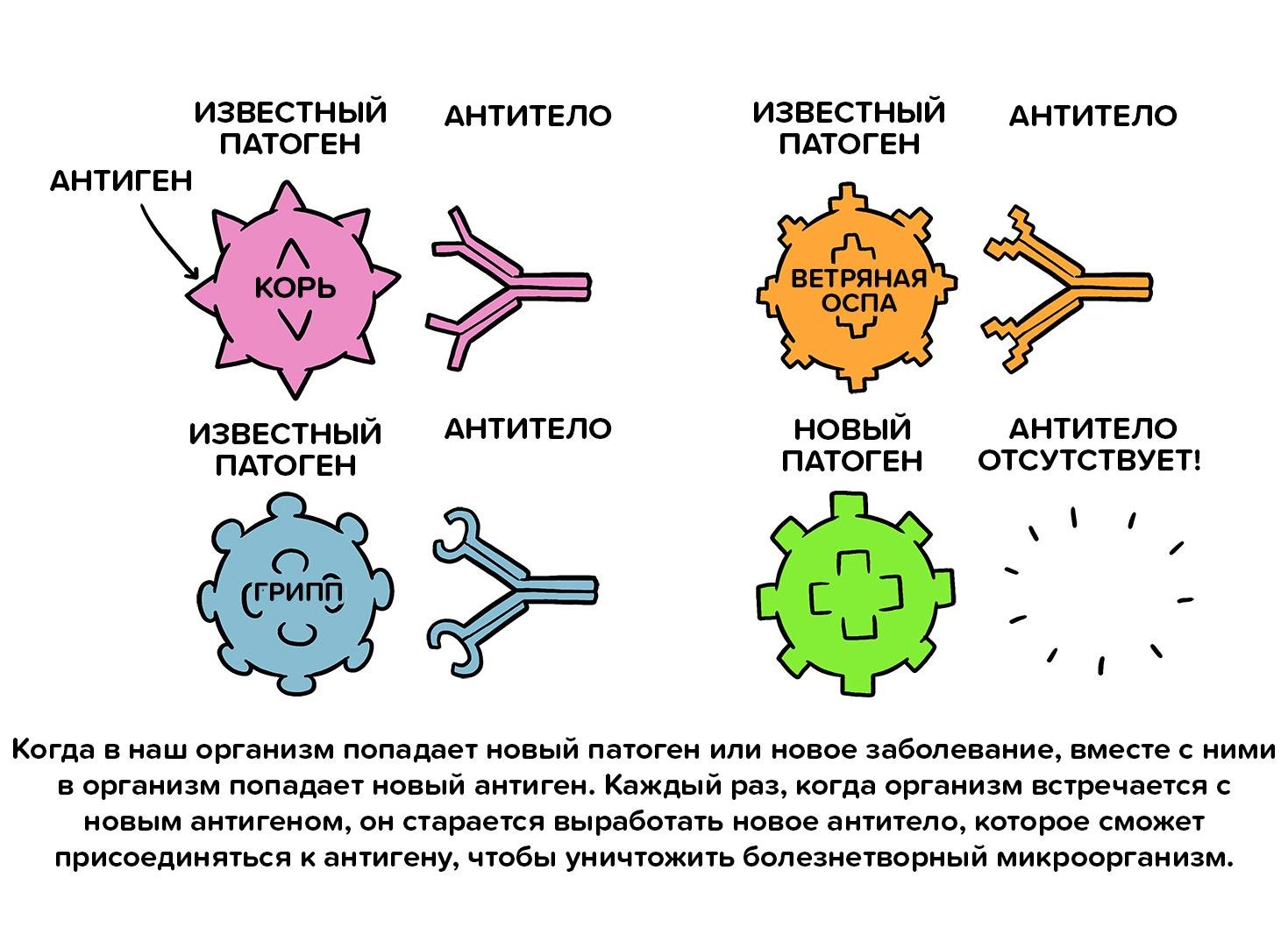 Клетки крови способные вырабатывать антитела