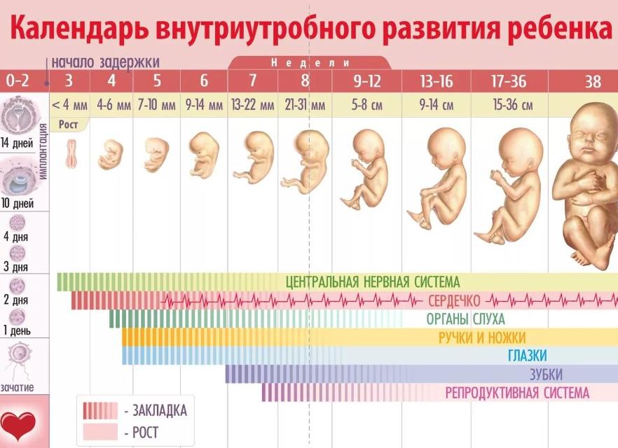 19 недель это сколько месяцев