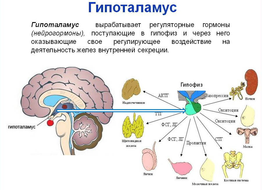 Гипоталамус какие гормоны вырабатывает