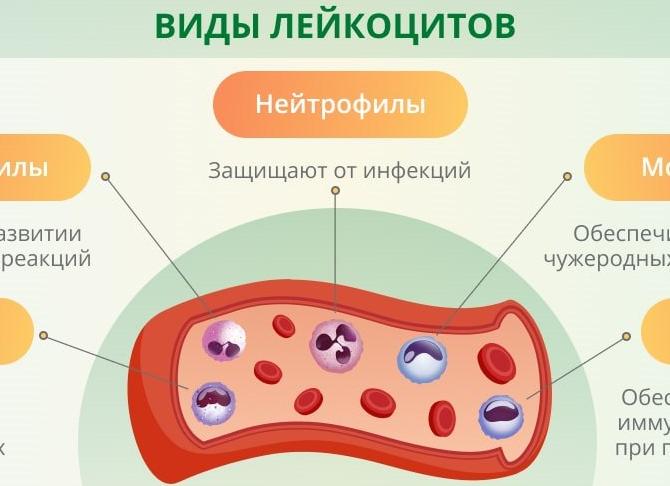 Лейкоформула крови расшифровка у взрослых