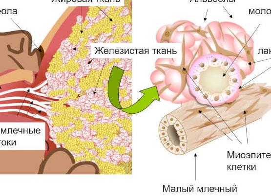 Лактация что это такое у женщин Лактация что это такое у женщин