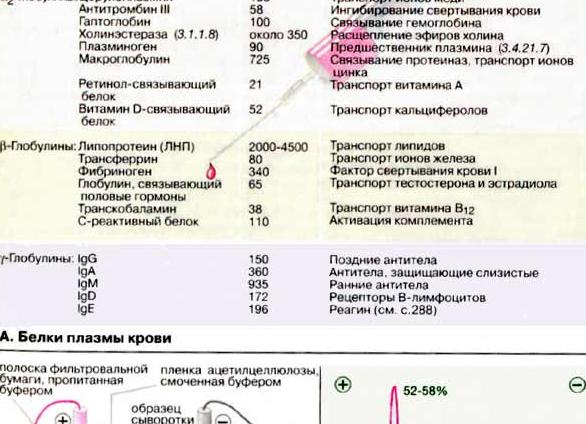 Белки плазмы крови составляют