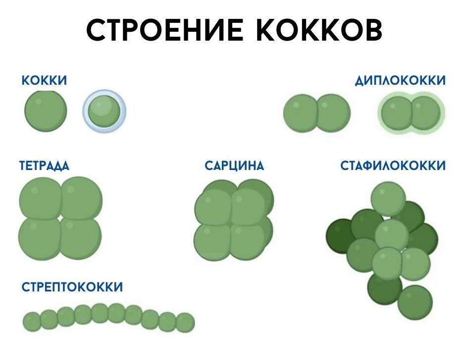 Бактерии шарообразные кокки