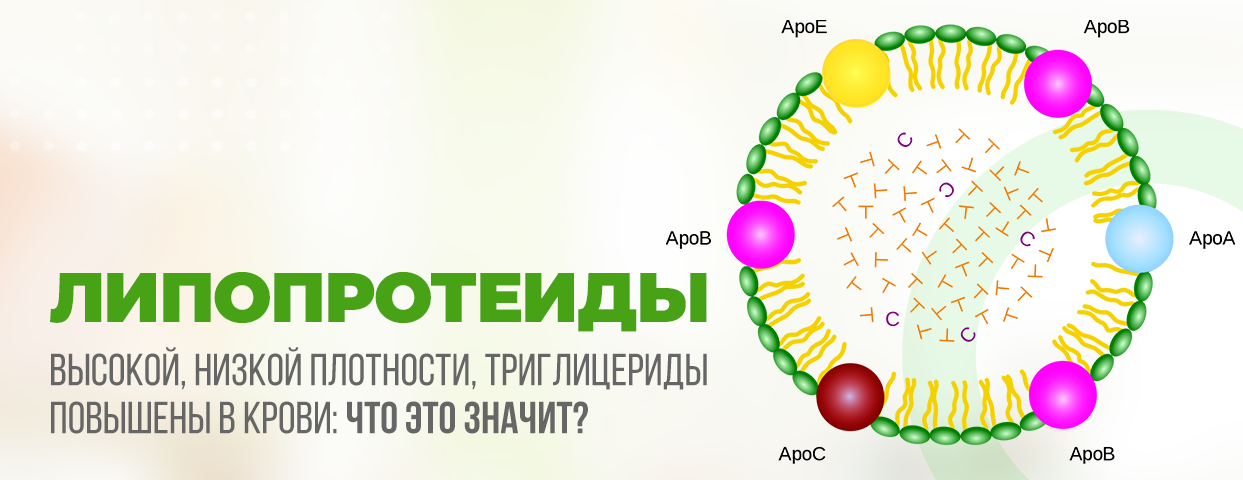 Липопротеиды высокой плотности повышены что это такое