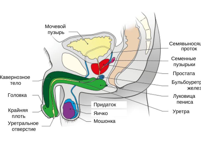 Малый таз у мужчин что это такое Малый таз у мужчин что это такое