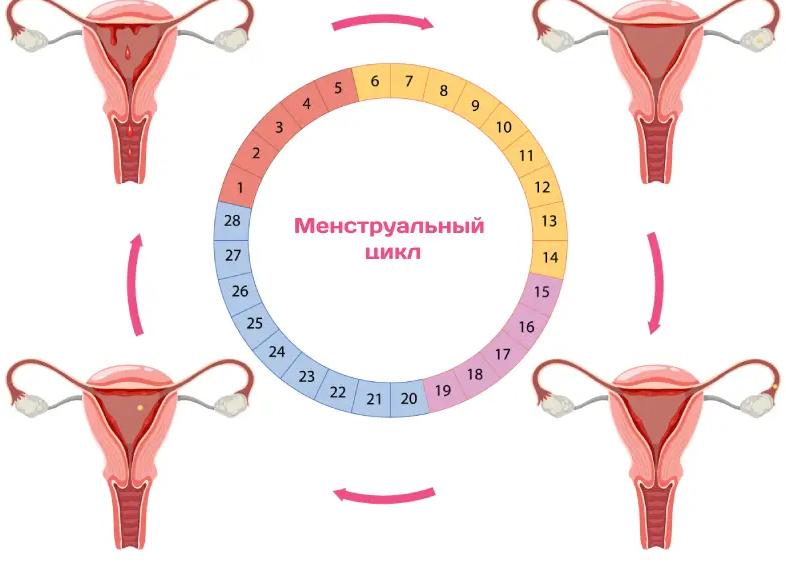 Коки что это такое в гинекологии Коки что это такое в гинекологии