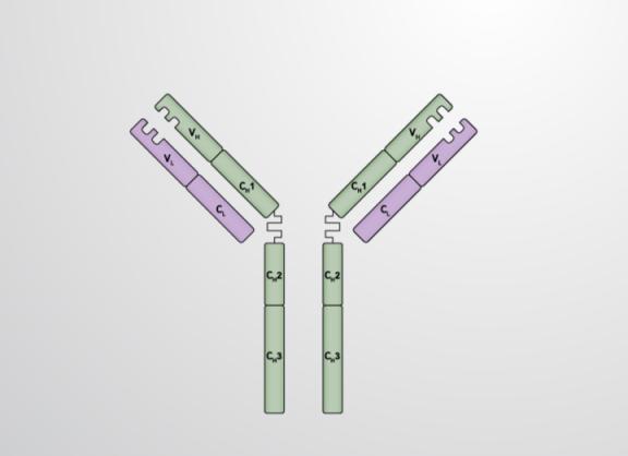 Какую функцию выполняют антитела