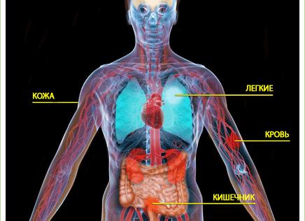Как влияет ртуть на организм человека