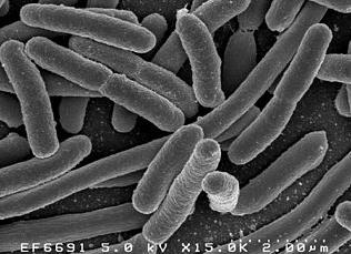 К какому царству относится кишечная палочка