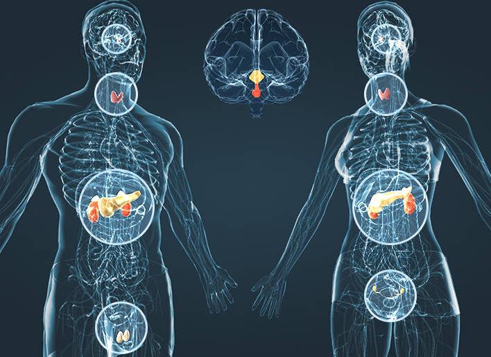 Гормоны как влияют на организм Гормоны как влияют на организм