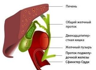 Гепатобилиарная система что это Гепатобилиарная система что это