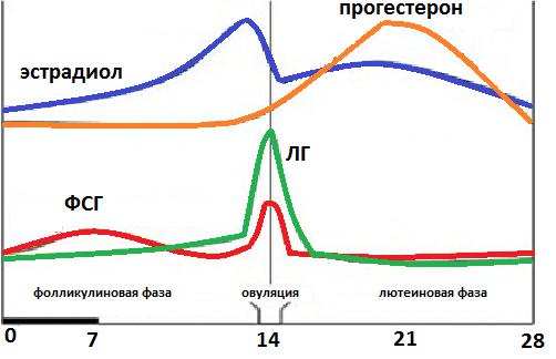 Гормон фсг и лг