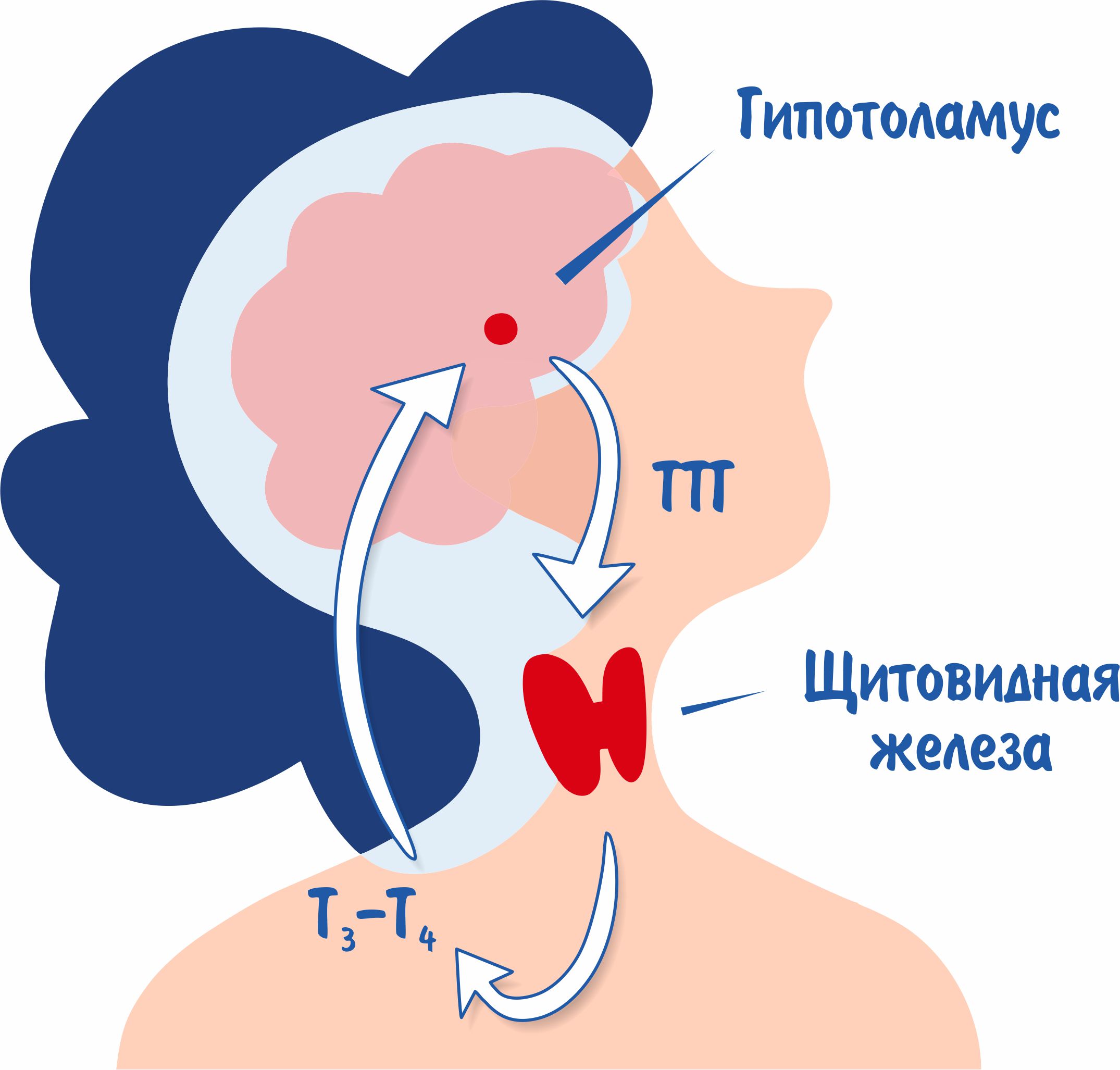 Гормон ттг что это такое у женщин