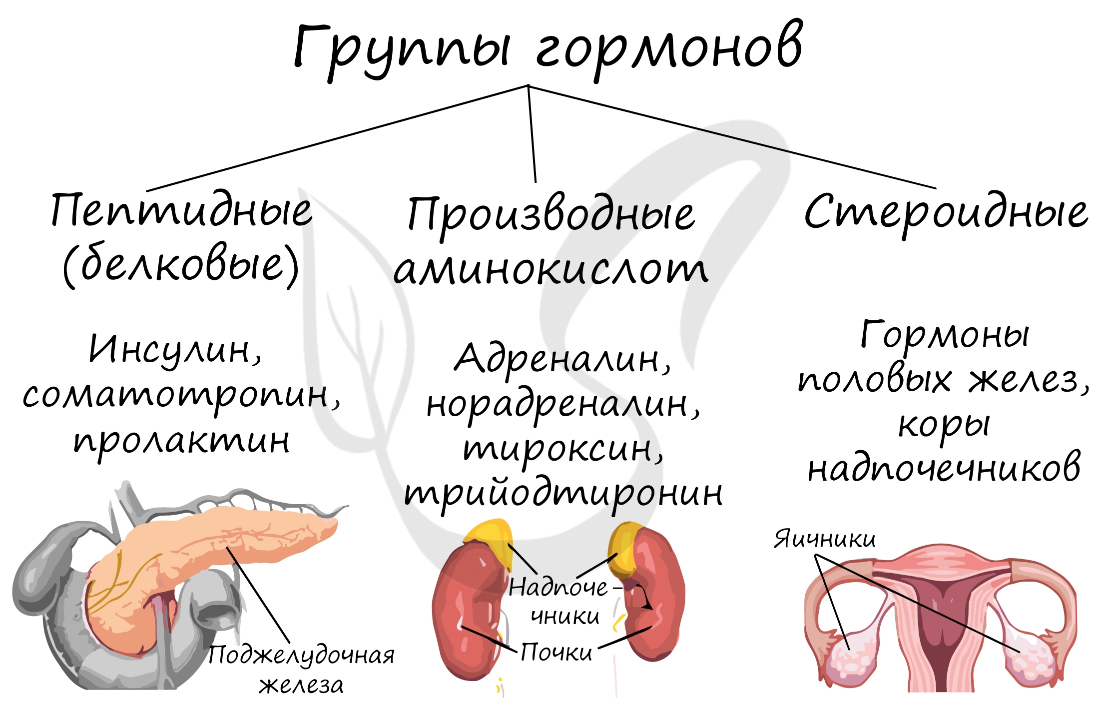 Какие гормоны вырабатывают половые железы