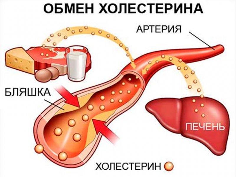 Какой у человека должен быть холестерин
