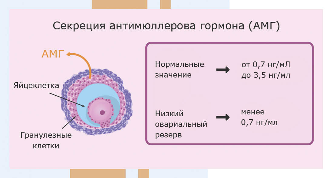 Количество фолликулов в яичниках норма