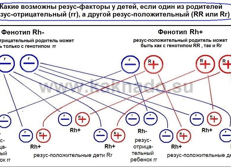 Может ли быть положительный резус если у родителей отрицательный