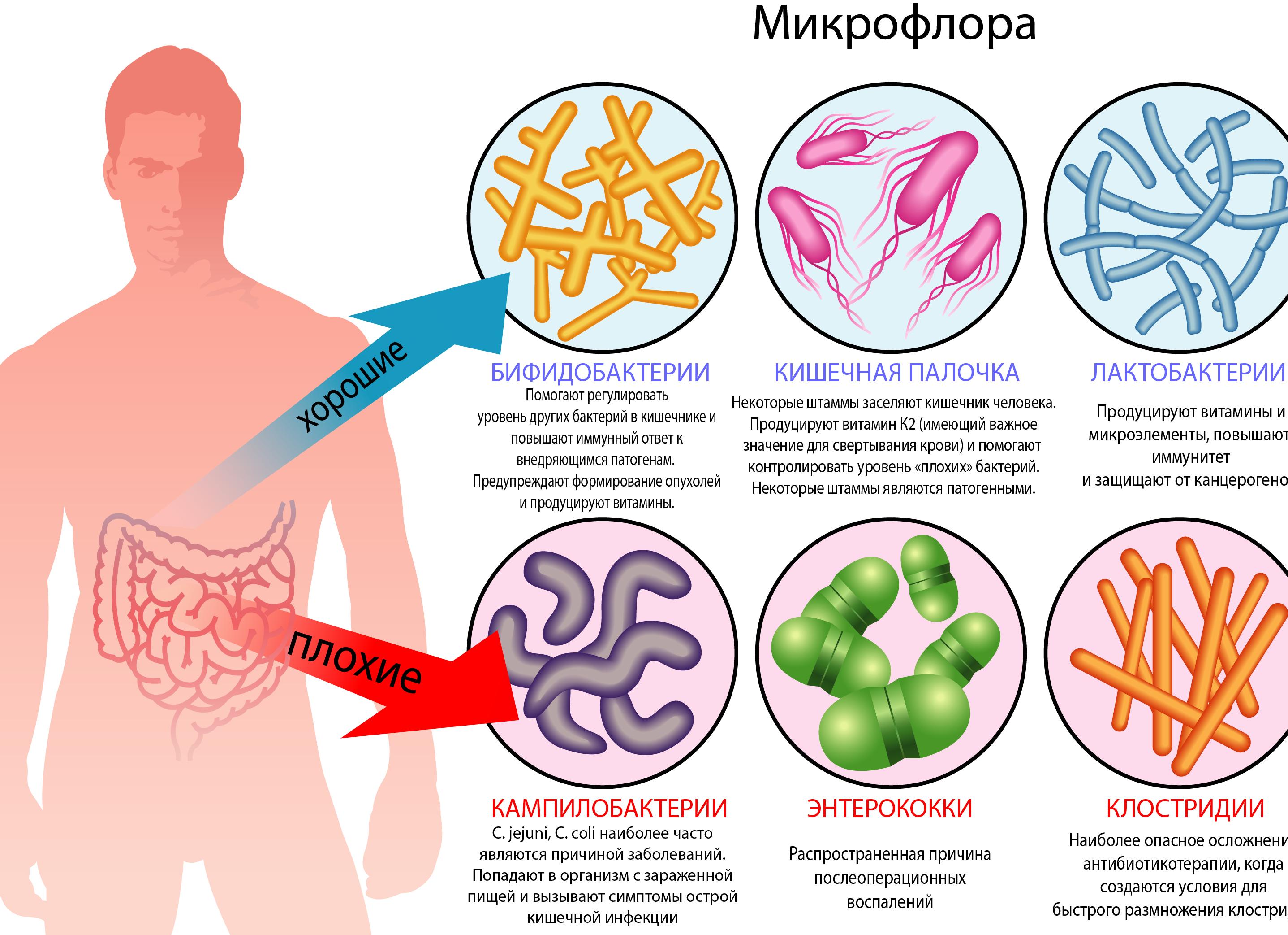 Микрофлора организма человека