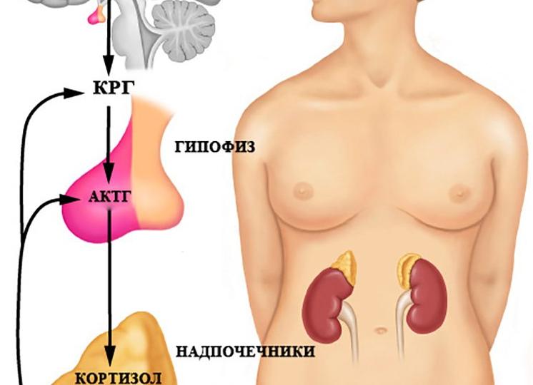 Какой орган вырабатывает кортизол