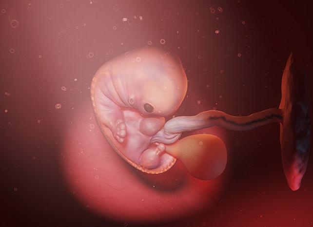 Как выглядит малыш в 7 недель