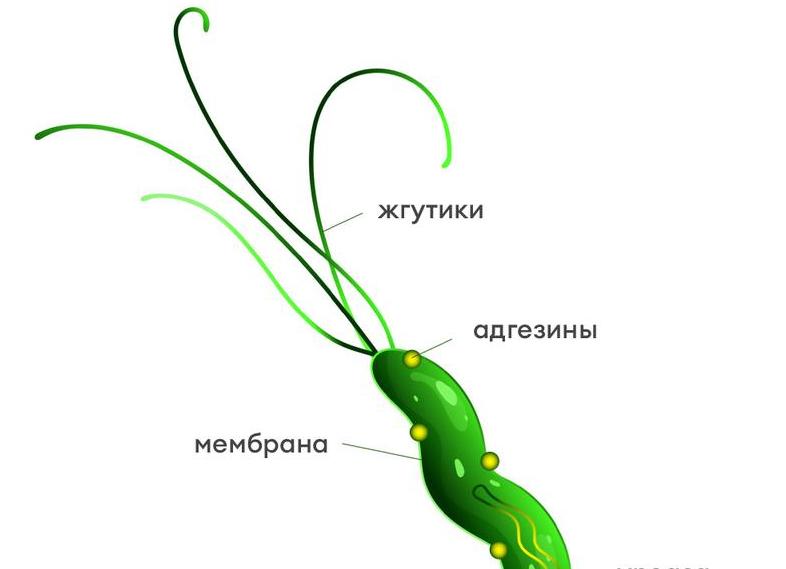 Как сдавать кровь на хеликобактер пилори